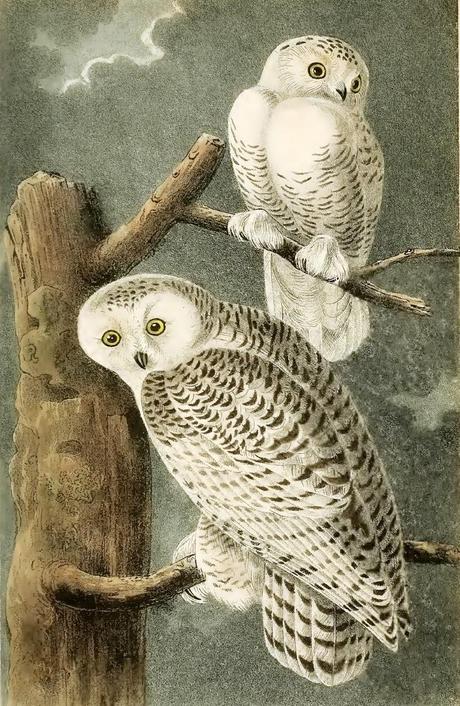 John J. Audubon - Grabados sobre pájaros - Bird etchings John J. Audubon - Grabados sobre pájaros - Bird etchings