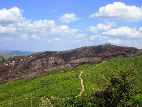 Gavá - Begues - Puig Vicenç (Vallirana) - Sant Climent - Gavá 05/01/2014 Gavá - Begues - Puig Vicenç (Vallirana) - Sant Climent - Gavá 05/01/2014
