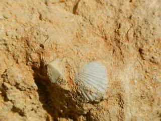 Muros de piedra seca con fósiles. El Catllar (Tarragona)