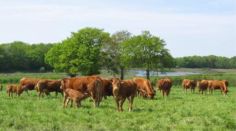 Ganadería Sostenible Ganadería Sostenible