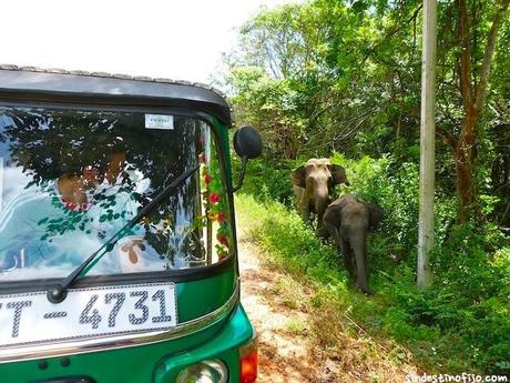 Tuk Tuk en Sri Lanka: cómo y dónde alquilar uno!