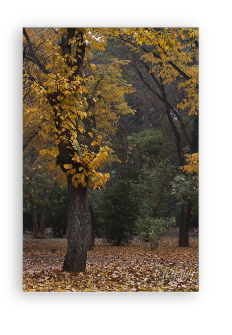 Otoño Otoño