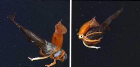 lucha entre un calamar y un pez búho