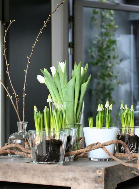 ES TIEMPO DE JACINTOS ES TIEMPO DE JACINTOS