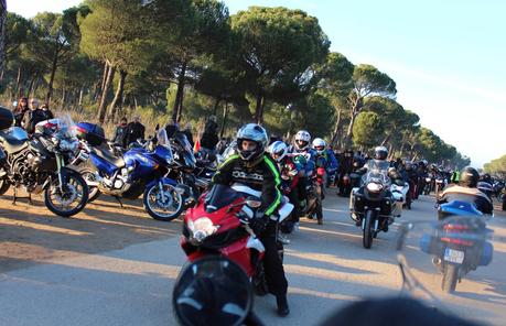 PINGÜINOS PINGÜINOS