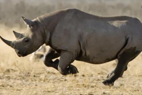 El rinoceronte negro occidental de África es declarado oficialmente como extinguido El rinoceronte negro occidental de África es declarado oficialmente como extinguido