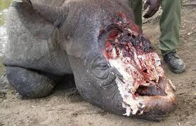 El rinoceronte negro occidental de África es declarado oficialmente como extinguido El rinoceronte negro occidental de África es declarado oficialmente como extinguido