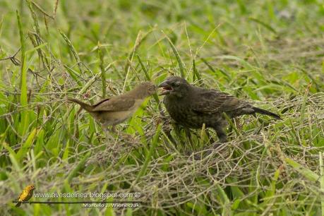Parásitos Parásitos