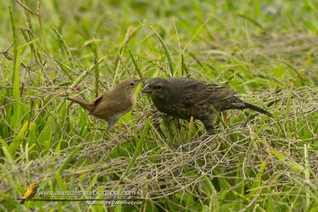 Parásitos Parásitos