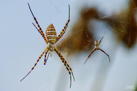 Grandes arañas andaluzas - Andalusian big spiders Grandes arañas andaluzas - Andalusian big spiders