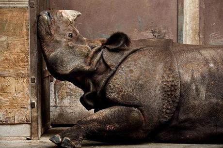 Rinoceronte de la India en el zoo de Toronto