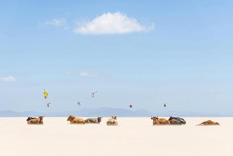 Vacas y cometas en la playa de Tarifa, España