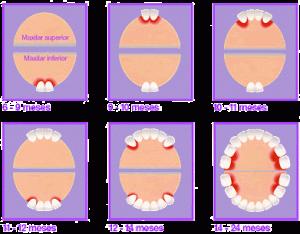 Creciendo… ha llegado el primer diente denticion
