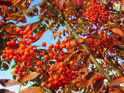 Flores de temporada: Otoño Flores de temporada: Otoño