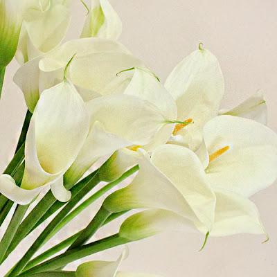 Flores de temporada: Otoño Flores de temporada: Otoño