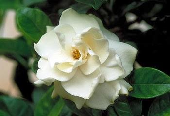 Flores de temporada: Otoño Flores de temporada: Otoño