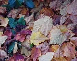 Flores de temporada: Otoño Flores de temporada: Otoño