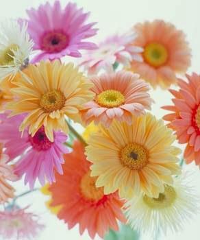 Flores de temporada: Otoño Flores de temporada: Otoño