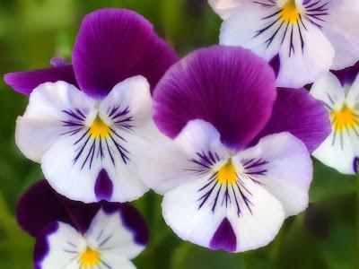 Flores de temporada: Otoño Flores de temporada: Otoño