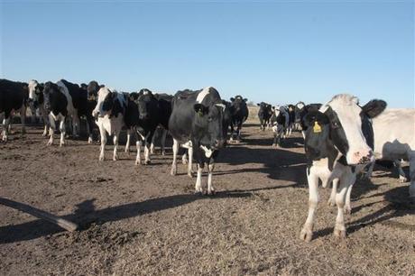 ALTAS TEMPERATURAS HASTA EL DOMINGO AFECTAN TAMBOS Las altas temperaturas y la sequía golpean a los tambos de la Región