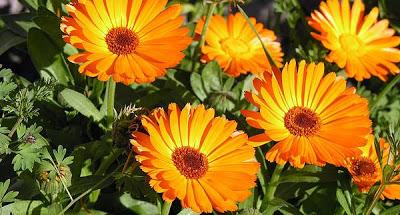 La caléndula La caléndula