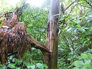 ¿Un árbol en L'Hospitalet? Póngase un casco... ¿Un árbol en L'Hospitalet? Póngase un casco...