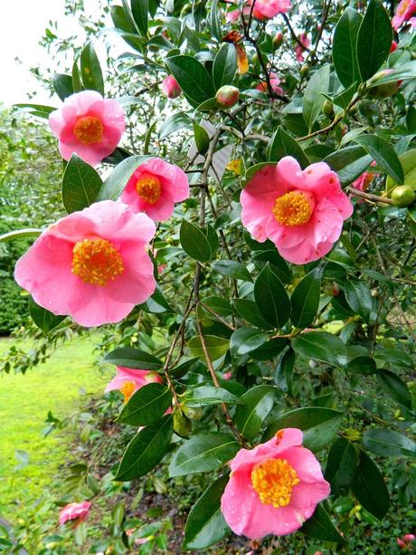 La belleza se hace camelia en invierno. La belleza se hace camelia en invierno.