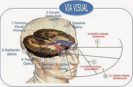 ¿CUANTO TIEMPO TARDA NUESTRO CEREBRO EN PROCESAR LA INFORMACIÓN QUE VEMOS? ¿CUANTO TIEMPO TARDA NUESTRO CEREBRO EN PROCESAR LA INFORMACIÓN QUE VEMOS?