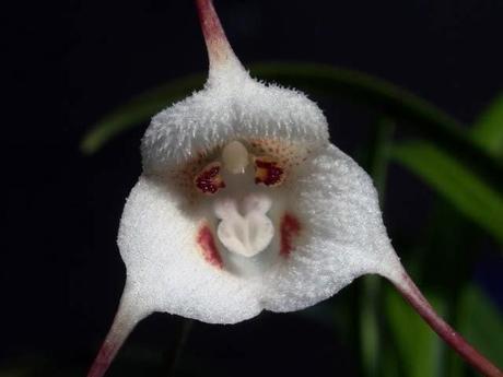 orquídea 'Drácula simia'5 ¿SABÍAS QUE EXISTE UNA ''PLANTA'' CON CARA DE MONO?