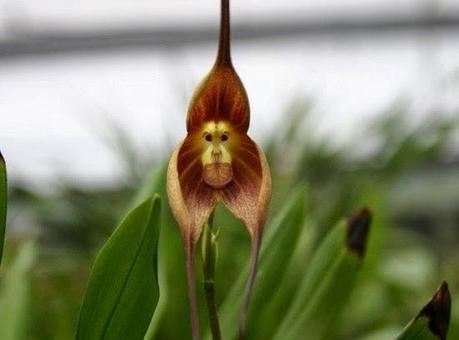 ORQUÍDEA SOPRENDETE ORQUÍDEA CON CARA DE MONO