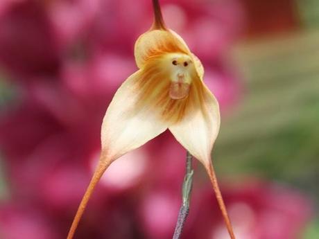 orquídea 'Drácula simia' orquídea 'Drácula simia'