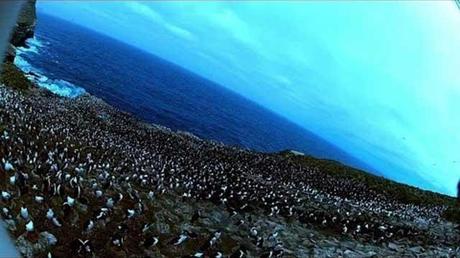 colonia pinguinos filmada por un caracara estriado colonia pinguinos filmada por un caracara estriado