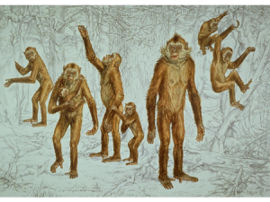 Los Oreopithecus bambolii eran capaces de hacer pinza con sus pulgares hace 7 millones de años reconstruccio_oreopithecus_icp