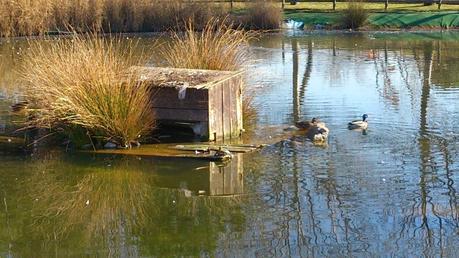 PATOS Y TORTUGAS EN MOLLET DEL VALLÉS...20-01-2014...!!! PATOS Y TORTUGAS EN MOLLET DEL VALLÉS...20-01-2014...!!!
