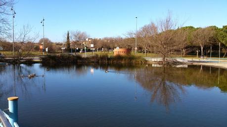 PATOS Y TORTUGAS EN MOLLET DEL VALLÉS...20-01-2014...!!! PATOS Y TORTUGAS EN MOLLET DEL VALLÉS...20-01-2014...!!!