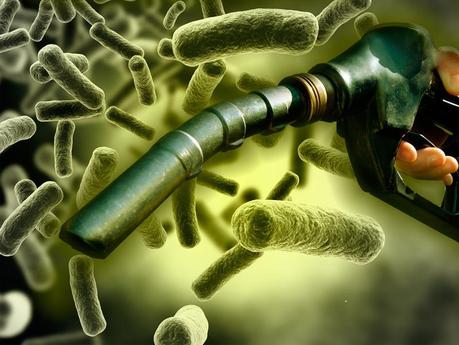 Fabrican nafta sintética con Escherichia coli Fabrican nafta sintética con Escherichia coli