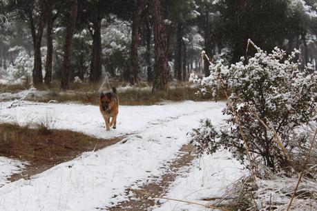 Go for a walk with dogs Go for a walk with dogs