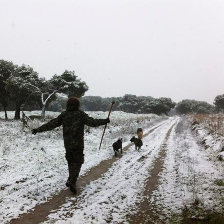 Go for a walk with dogs Go for a walk with dogs