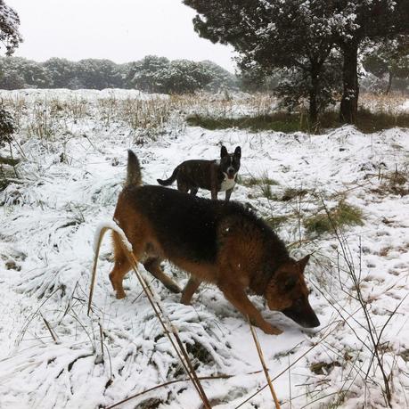 Go for a walk with dogs Go for a walk with dogs