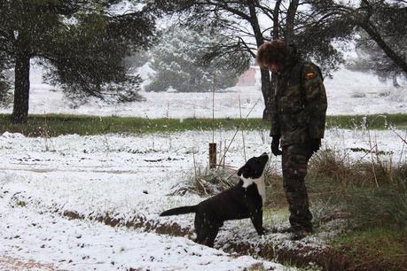 Go for a walk with dogs Go for a walk with dogs