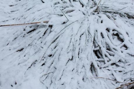 Go for a walk with dogs Go for a walk with dogs