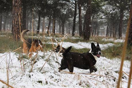 Go for a walk with dogs Go for a walk with dogs