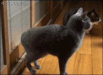 30 caras graciosas que pones en tus viajes gato llamando puerta