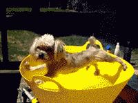 30 caras graciosas que pones en tus viajes y ahora que perro