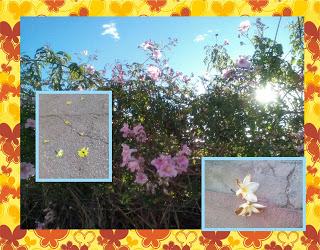 Blogger Traveller Noviembre: HOJAS Blogger Traveller Noviembre: HOJAS