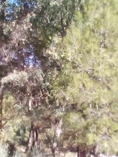 Blogger Traveller Noviembre: HOJAS Blogger Traveller Noviembre: HOJAS