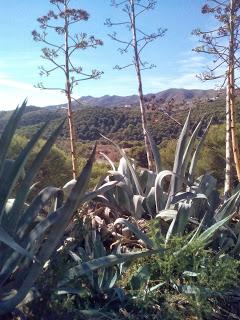 Blogger Traveller Noviembre: HOJAS Blogger Traveller Noviembre: HOJAS