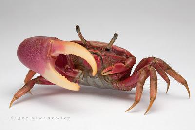 Un cangrejo en el estómago Un cangrejo en el estómago