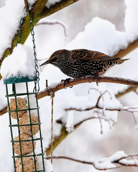 Claves para la alimentación invernal de aves Claves para la alimentación invernal de aves