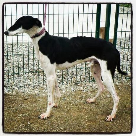 PATRICK, IMPRESIONANTE GALGO EN ADOPCIÓN. (GUADALAJARA)